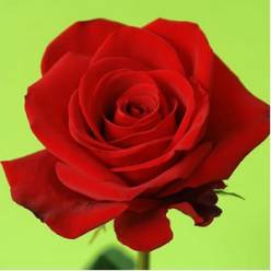 Rosa Ecu. Freedom 80cm "R.NOVA"