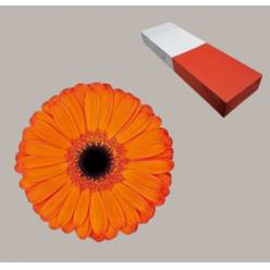 Gerbera Hol. Applause Na. "T25"
