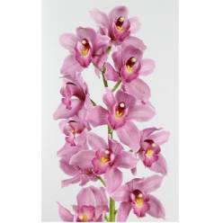 Cymbidium Summer Heat 80cm Morada
