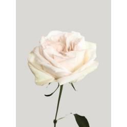 Rosa Ecu. White O hara 40cm