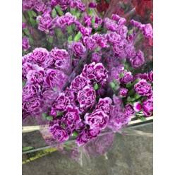Clavel Mini Bicolor Morado