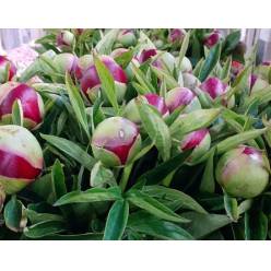 Peonia Red Charm 55cm