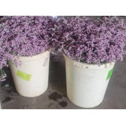 Limonium Nac. Chino Rosa 60cm Paq.
