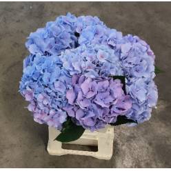 Hortensia Hol. Challenge 60cm �16/18 Az.