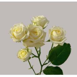 Ramificada White Bubbles 40cm