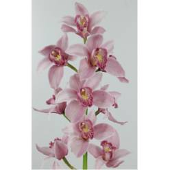 Cymbidium x6 Ellio C290 80cm Rosa