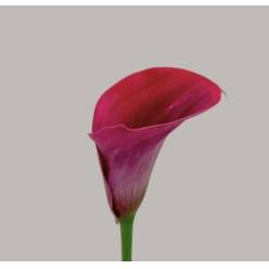 Calla Captain Promise 55cm
