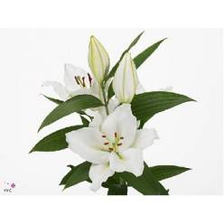 Oriental Hol. Bl. Signum 80cm 2 fl.