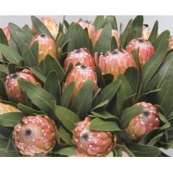 Protea Susara 50cm