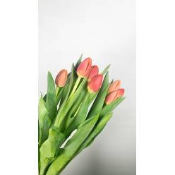 Tulipan Hol. Verandi Bicolor rojo 40cm