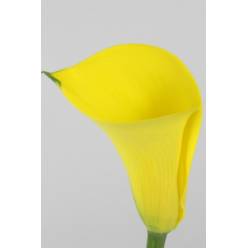 Calla Gold Medal 70cm