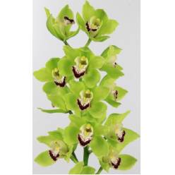 Cymbidium Ali Anderson 80cm Vd