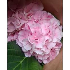 Hortensia Hol. Verena 60cm 13/15 Rosa