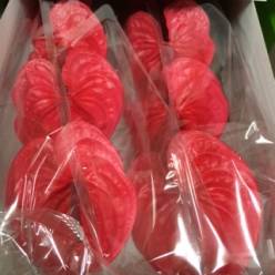 Anthurium Hol. Enjoy 11  "CC16"