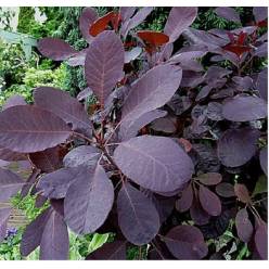 Cotinus 60cm x10