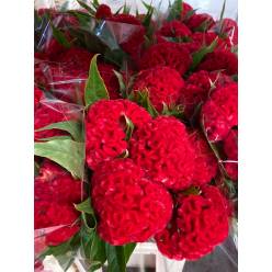 Celosia Cresta Nac. Roja 70cm