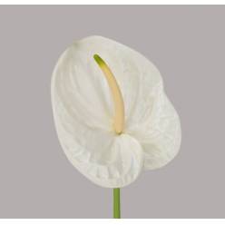 Anthurium Hol. Adina Blanca 9  "CC20"