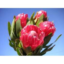 Protea Brenda - Sharon 60cm