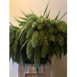 Setaria Italica 80cm x10