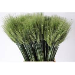 Trigo Fresco 75cm "T50"