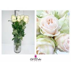 Rosa Hol. Wedding Rose 50cm