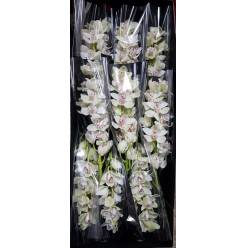 Cymbidium Silver 60cm Bl