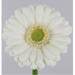 Gerbera Mini Hol. Albino Bl. "T20"
