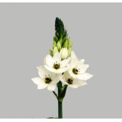 Ornitogalum Hol. Thyrsoides 55cm "T50"