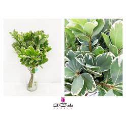Pittosporum Illan 50cm