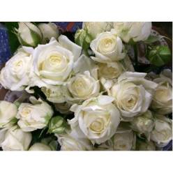 Ramificada White Bubbles 50cm
