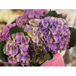 Hortensia Hol. Amethyst 60cm 12/15 Bic.
