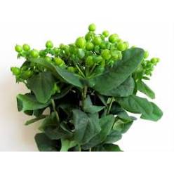 Hypericum Hol. Coco Bamboo 50cm Vd