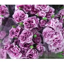 Clavel Mini Jaspeado Morado