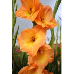 Gladiolo Nac. Naranja 140cm