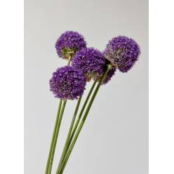 Allium Ambassador 90cm