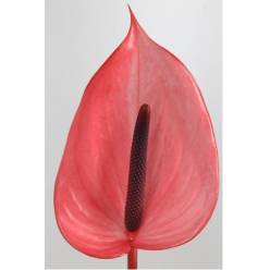 Anthurium Hol. Xavia Rs 13  "CC12"