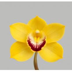 Cymbidium Mimosa 80cm Am