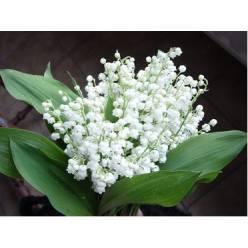 Muguet 40cm (Con Raices) "T25"