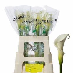 Calla Gr. Hol. Colombe Paix 60cm