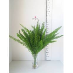 Meyeri 65cm