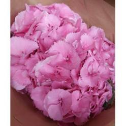 Hortensia Hol. Elbtal 60cm 18/20 Rs.
