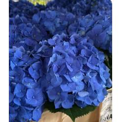 Hortensia Hol. Bela Azul 50cm 15/18
