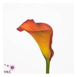 Calla Callista 65cm
