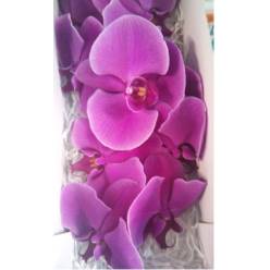 Phalaenopsis Beau Monde x25 Fx.
