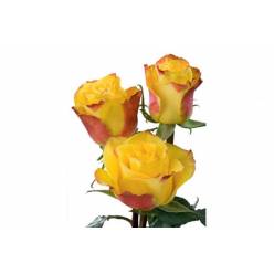 Rosa Ecu. High Flame 50cm