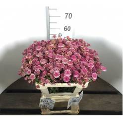 Astrantia Roma 55cm x10