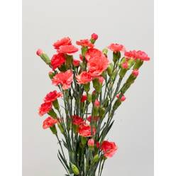 Clavel Mini Bicolor Naranja