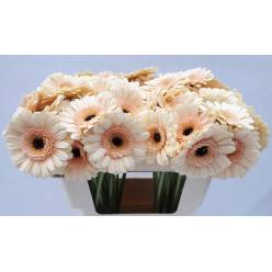 Gerbera Mini Hol. Cafe Cr. "T20"