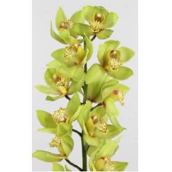 Cymbidium x6 Bonny 80cm Vd