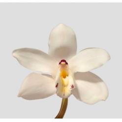 Cymbidium Early White 80cm Bl